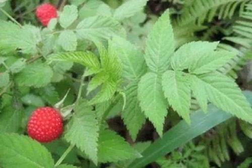 水莓100国产免费,国产手机新势力崛起 第2张 水莓100国产免费,国产手机新势力崛起 第2张