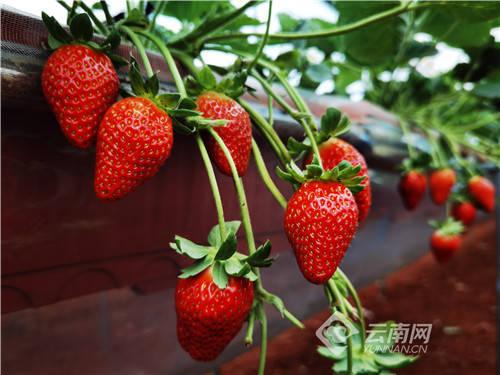 水莓100国产免费,国产手机新势力崛起 第3张 水莓100国产免费,国产手机新势力崛起 第3张