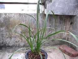 国产草b,绿色生态,引领未来农业发展新潮流 第3张 国产草b,绿色生态,引领未来农业发展新潮流 第3张